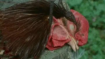 Zasłona do filmu "Oblicza śmierci" #870586