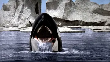Zasłona do filmu "Orka. Wieloryb zabójca" #382782