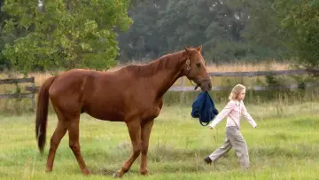 Zasłona do filmu "Wyścig marzeń" #247661