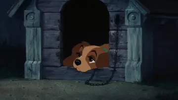 Zasłona do filmu "Zakochany kundel" #629716