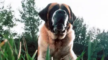 Zasłona do filmu "Cujo" #1646958