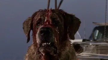 Zasłona do filmu "Cujo" #302932