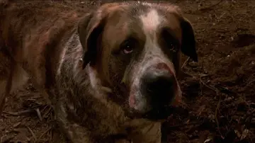 Zasłona do filmu "Cujo" #302933