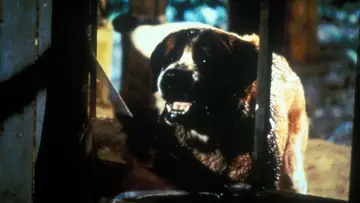 Zasłona do filmu "Cujo" #853728