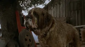 Zasłona do filmu "Cujo" #853734