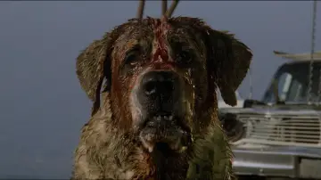 Zasłona do filmu "Cujo" #853735