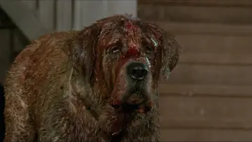 Zasłona do filmu "Cujo" #853736