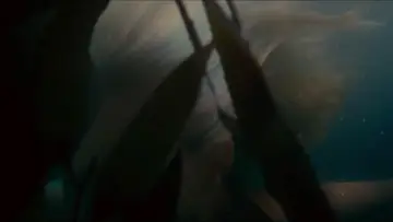 Zasłona do filmu "Akwamaryna" #869290