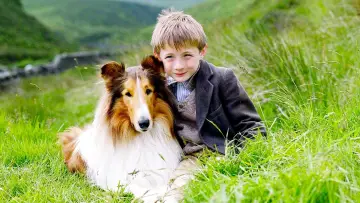 Zasłona do filmu "Lassie" #461121