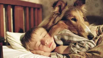 Zasłona do filmu "Lassie" #686455