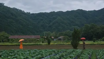 Zasłona do filmu "茶の味" #1649850
