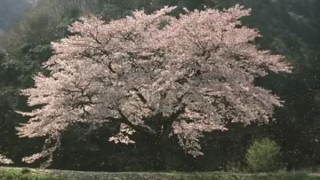 Zasłona do filmu "茶の味" #902910