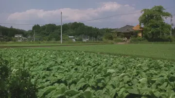 Zasłona do filmu "茶の味" #902911