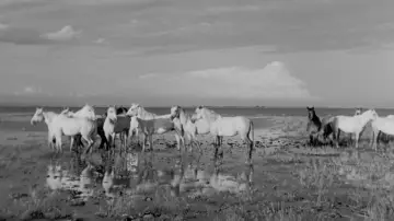Zasłona do filmu "Crin Blanc : Le Cheval sauvage" #1096771