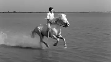 Zasłona do filmu "Crin Blanc : Le Cheval sauvage" #456580