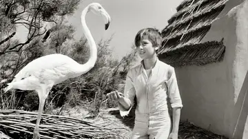 Zasłona do filmu "Crin Blanc : Le Cheval sauvage" #456582