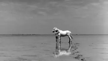 Zasłona do filmu "Crin Blanc : Le Cheval sauvage" #456584