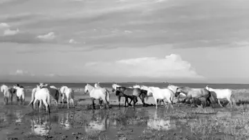 Zasłona do filmu "Crin Blanc : Le Cheval sauvage" #456585