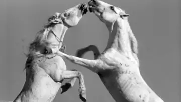 Zasłona do filmu "Crin Blanc : Le Cheval sauvage" #456586