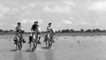 Zasłona do filmu "Crin Blanc : Le Cheval sauvage" #456588