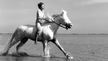 Zasłona do filmu "Crin Blanc : Le Cheval sauvage" #456589