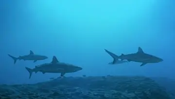 Zasłona do filmu "Atlantis" #1616458