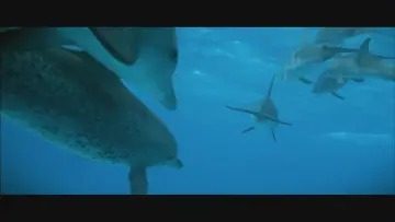 Zasłona do filmu "Atlantis" #1616459