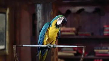 Zasłona do filmu "Doktor Dolittle" #385025