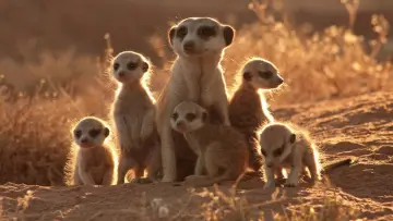 Zasłona do filmu "The Meerkats" #498082