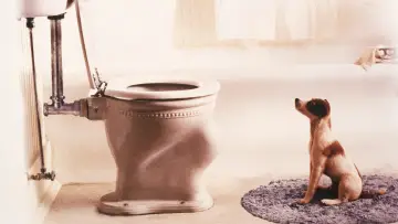 Zasłona do filmu "Mój przyjaciel, Skip" #436440