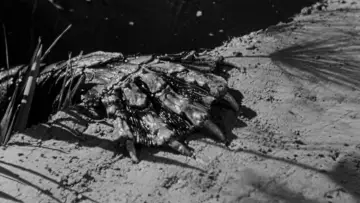 Zasłona do filmu "Creature from the Black Lagoon" #870991