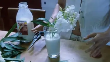 Zasłona do filmu "Biały oleander" #992262