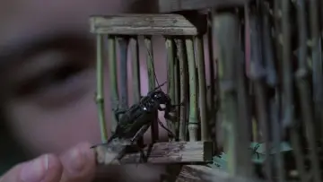 Zasłona do filmu "Zapach zielonej papai" #405637