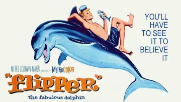 Zasłona do filmu "Mój przyjaciel delfin" #1127862