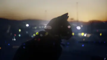 Zasłona do filmu "Somos animales" #1821578