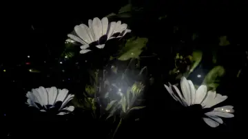Zasłona do filmu "Somos animales" #1821579