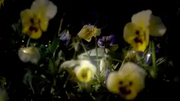 Zasłona do filmu "Somos animales" #1821580