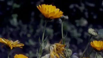 Zasłona do filmu "Somos animales" #1821581