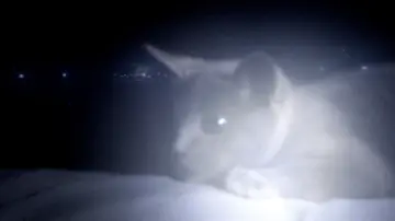 Zasłona do filmu "Somos animales" #1821583