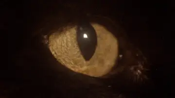 Zasłona do filmu "Somos animales" #1821586