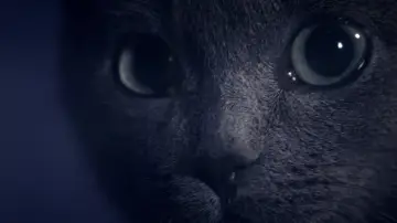 Zasłona do filmu "Somos animales" #1821588
