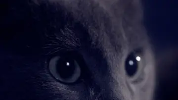 Zasłona do filmu "Somos animales" #1821591