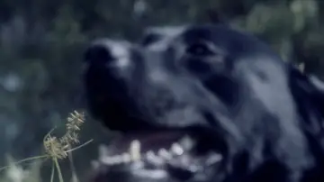 Zasłona do filmu "Somos animales" #1821592