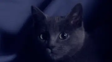 Zasłona do filmu "Somos animales" #1821593