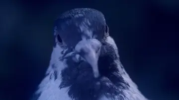 Zasłona do filmu "Somos animales" #1821594