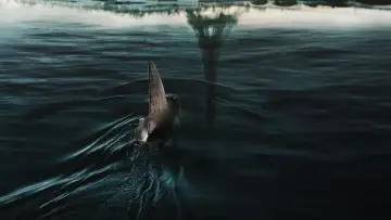 Zasłona do filmu "Rekiny w Sekwanie" #451046