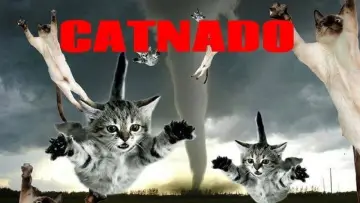 Zasłona do filmu "Catnado" #1786319