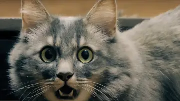 Zasłona do filmu "Catnado" #1786320