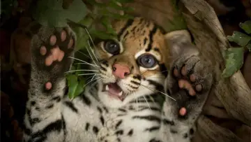 Zasłona do filmu "Ocelot" #1640852