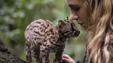 Zasłona do filmu "Ocelot" #1640853